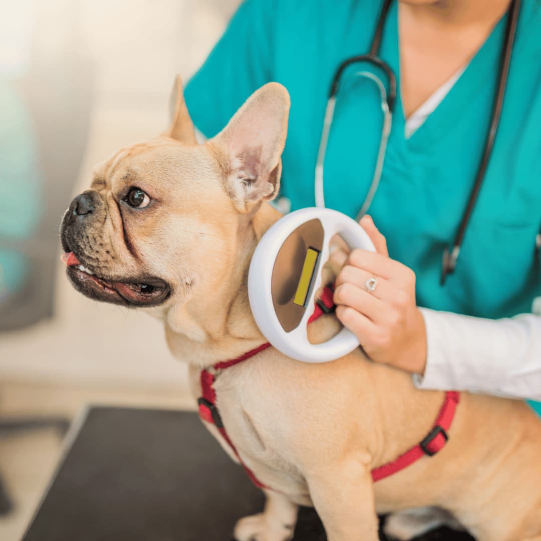 Vet with pets